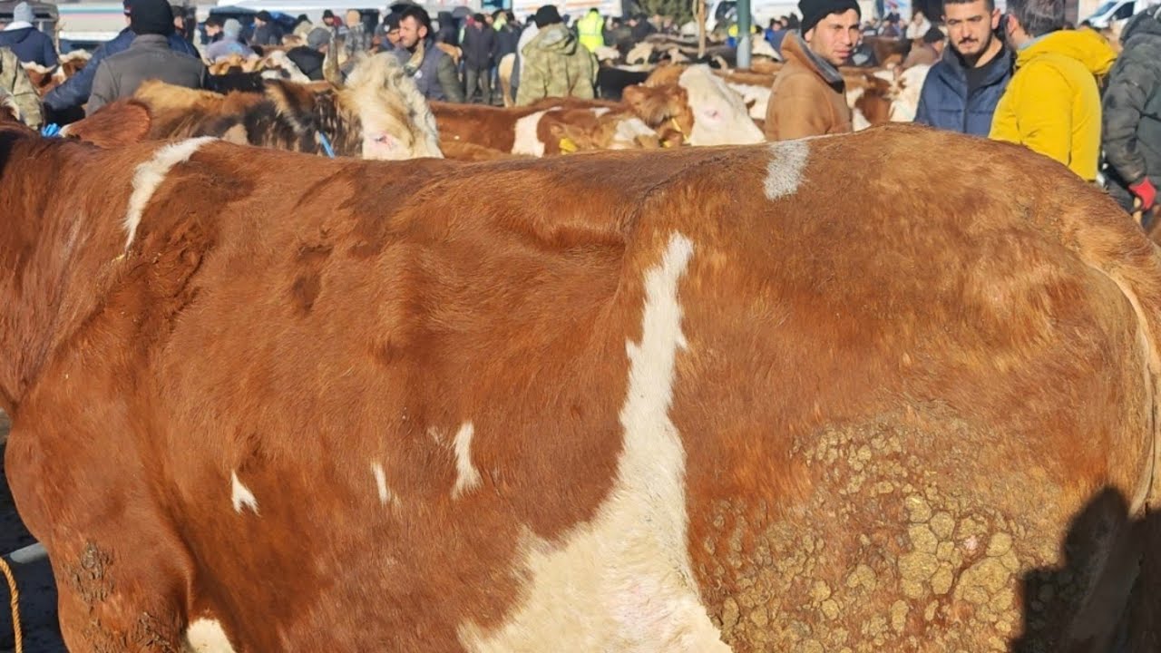 🇹🇷!!!! SORGUN CANLI HAYVAN PAZARI 2.bolum 5 mart perşembe!!!!🇹🇷