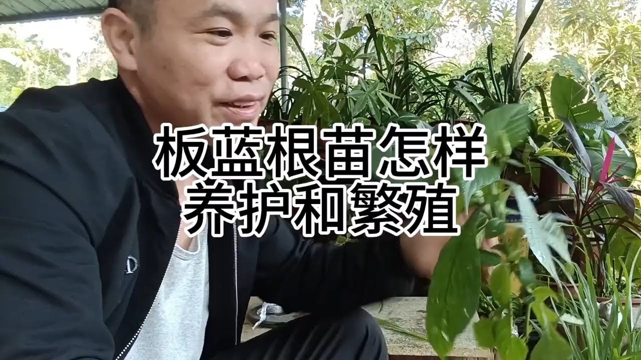 板蓝根苗怎样养护和繁殖 