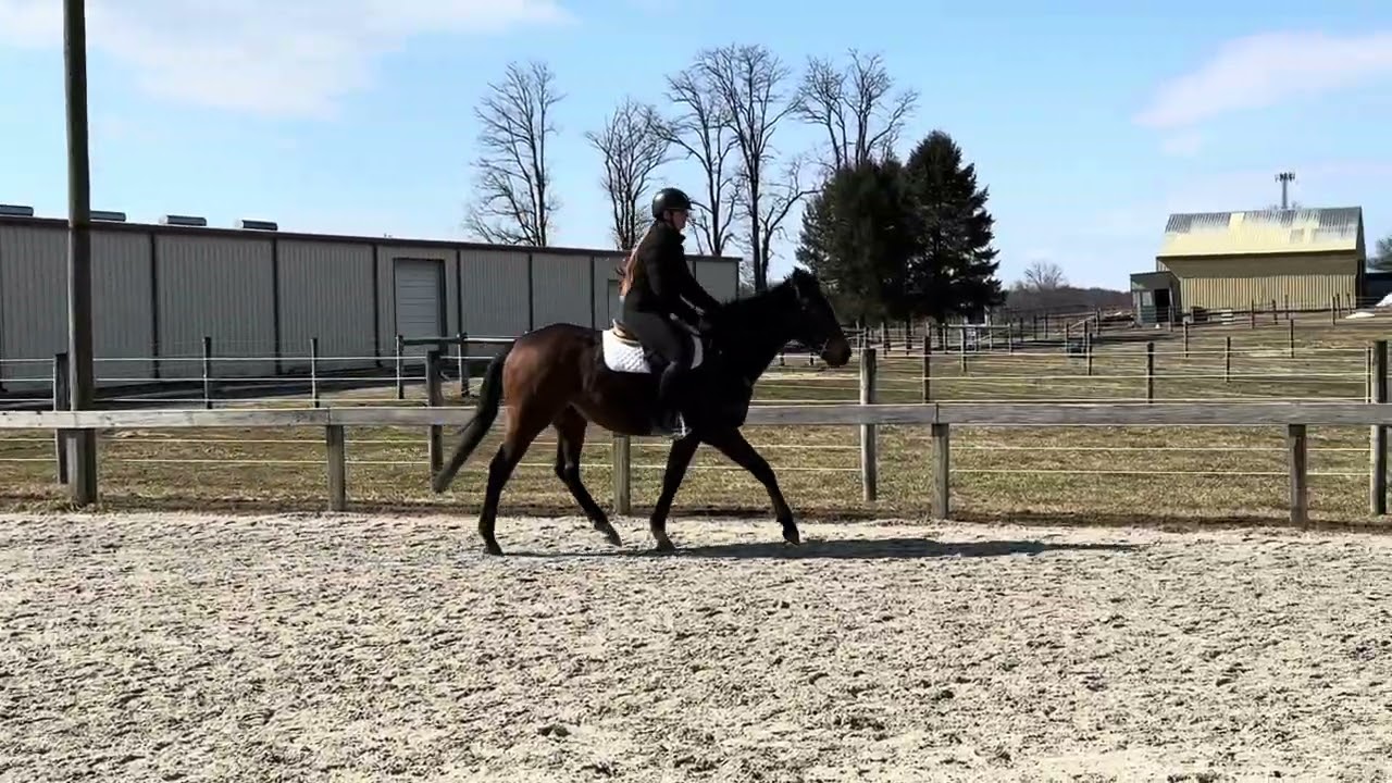 The Craftsman-(W/T/C) First ride outside! Adoptable Thoroughbred 