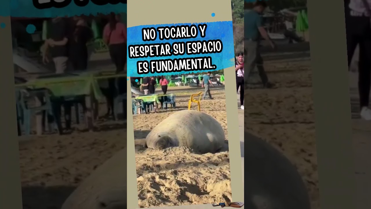 ¿Supiste del elefante marino que visitó las playas de Nayarit?