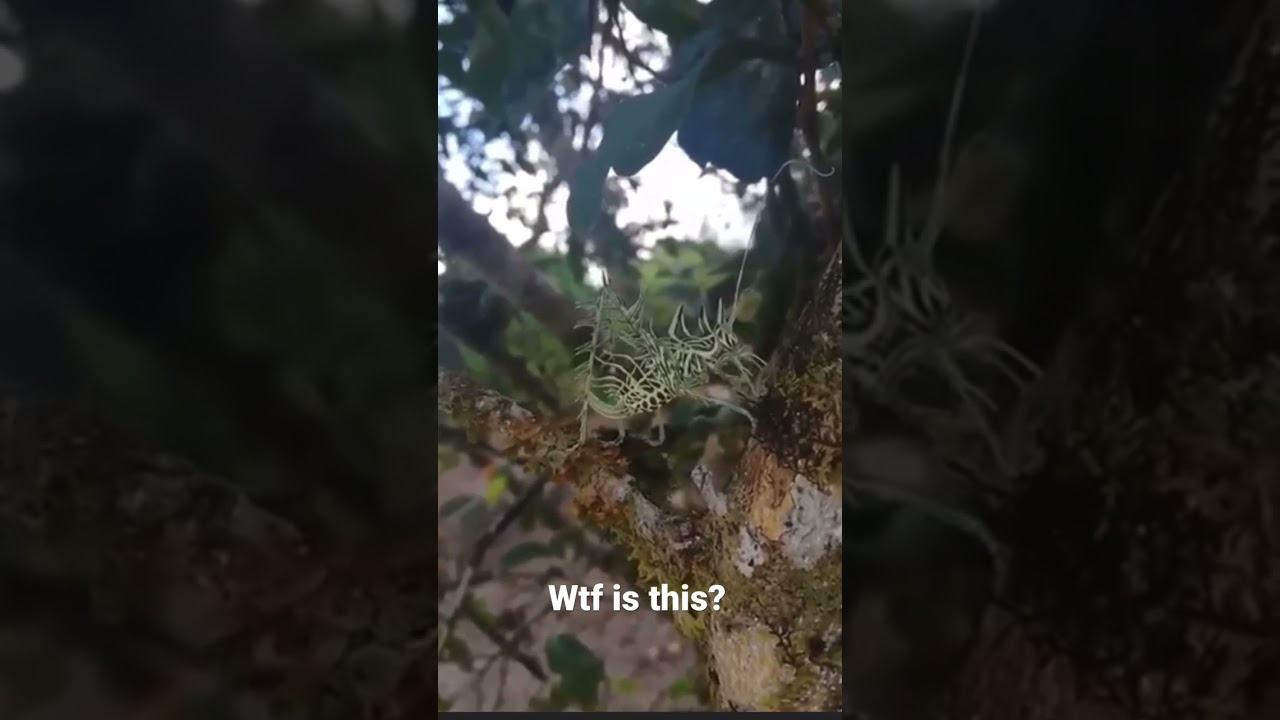 Wtf is this??? #bugs #weird #insects #drdeoracle #scary