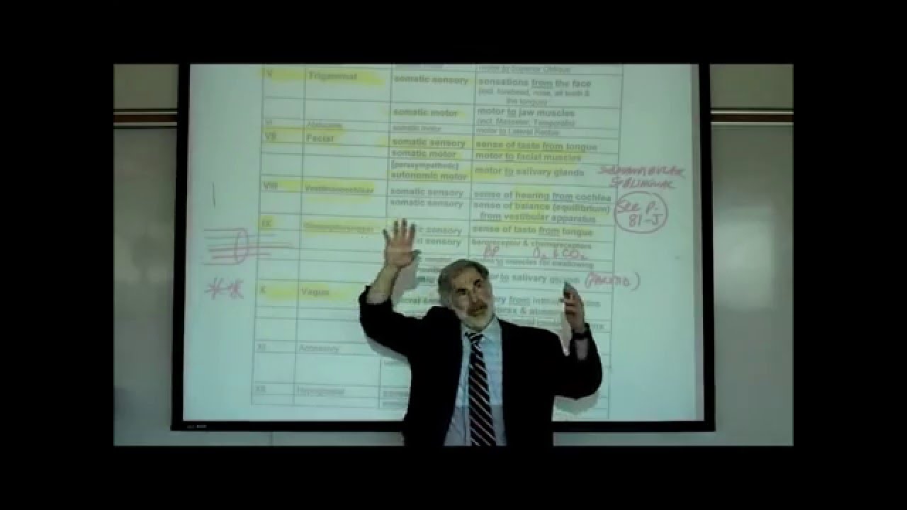 THE CRANIAL NERVES by Professor Fink