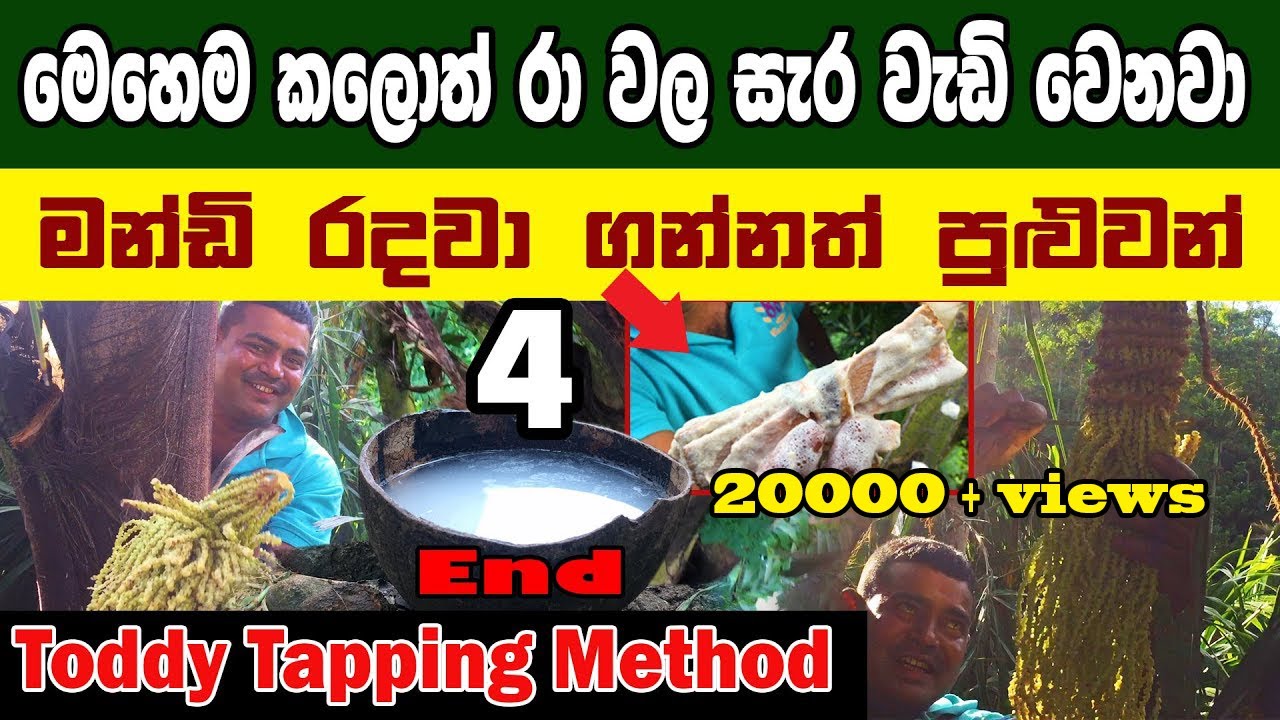 කිතුල් රා නිෂ්පදනය 4/Toddy Tapping Method part 4/kithul ra/Ankumbura