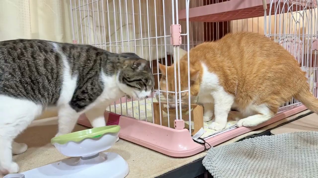 なかよし猫さんたちの朝ごはん【26年2月26日その1】