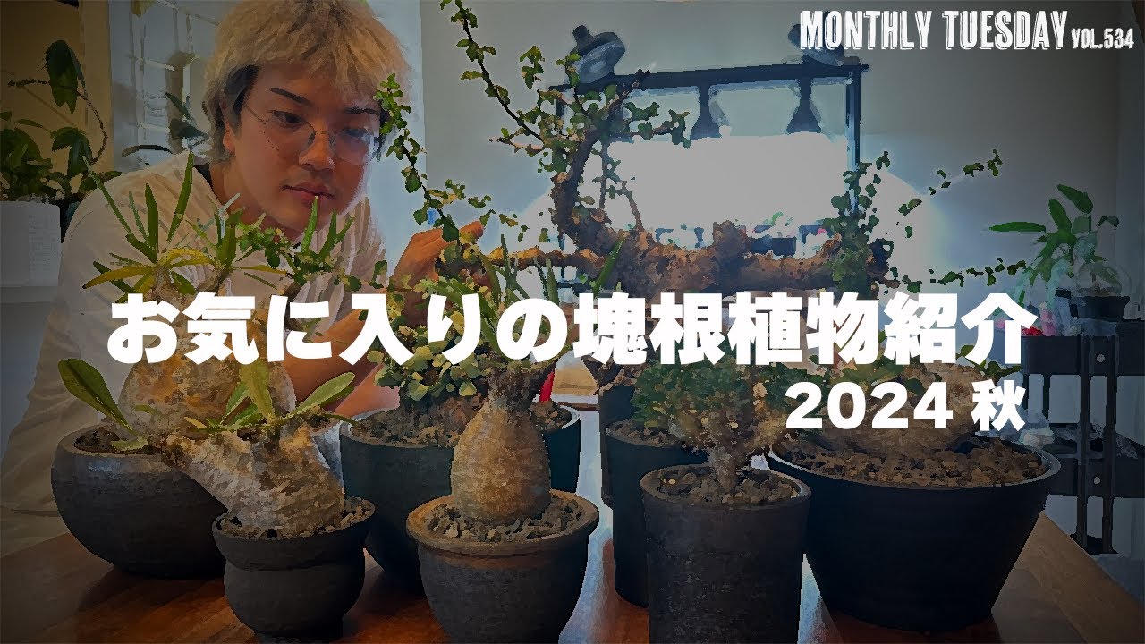 【塊根植物】今お気に入りの塊根植物を紹介したい！パキポディウム、ピグマエア、コミフォラ