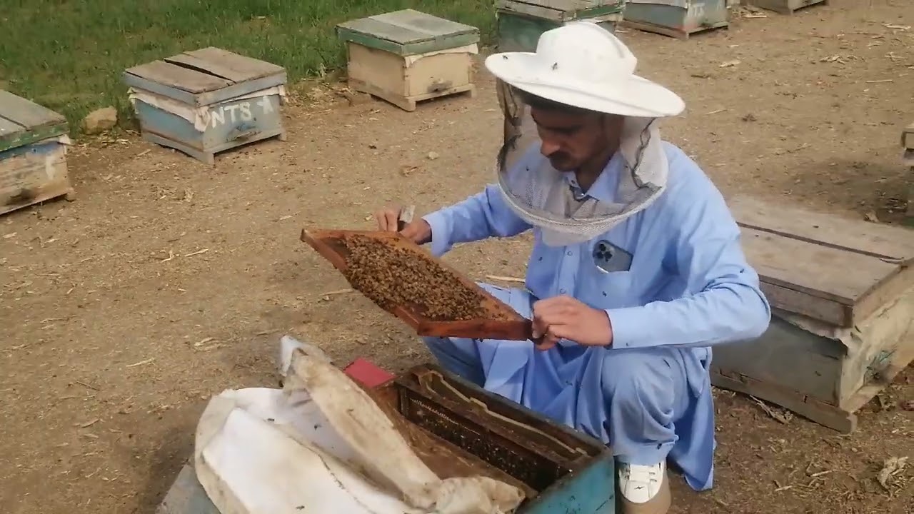 , preparation of bee food
