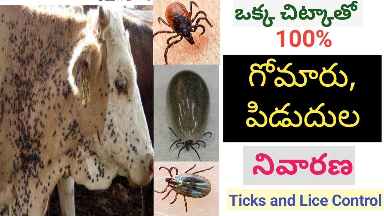 How to Prevent Ticks and Lice?| Home made removal solutions of ticks|పిడుదులు, గోమర్ల నివారణ చిట్కా