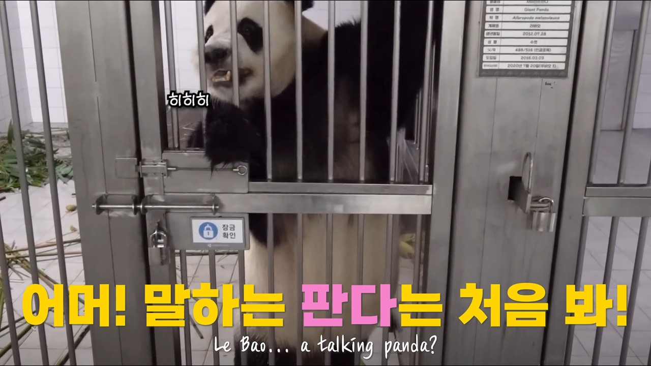 러바오 진짜 사람처럼 말하네! 언어능력 1등급! 중국 팬들 빵 터진 이유｜중국반응 Le Bao&hellip; a talking panda?!