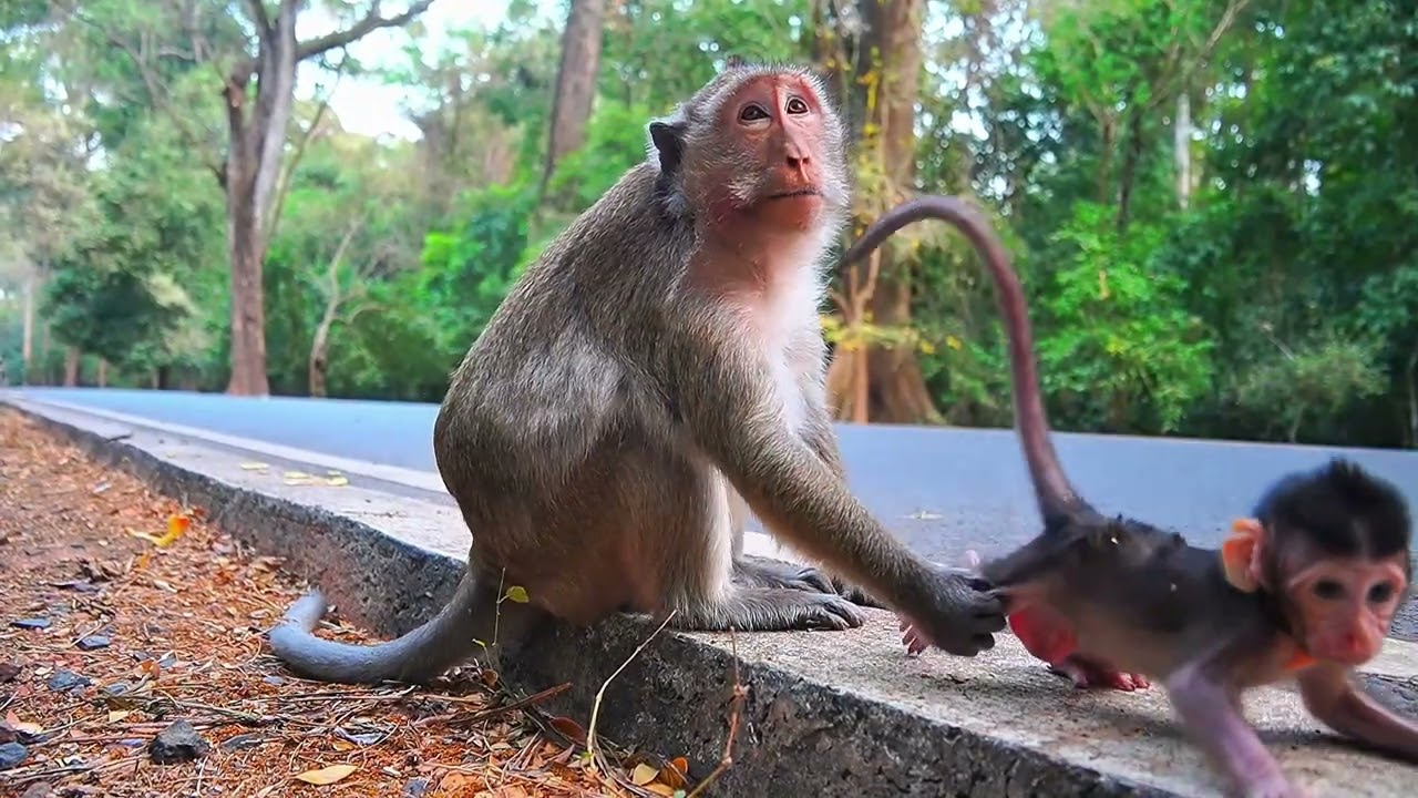 Adorable Newborn Baby Monkey KAYA In Mohanokor Group