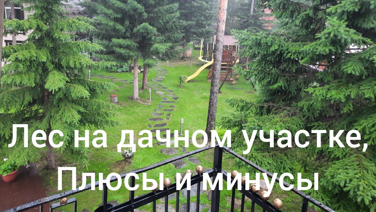 Дача в лесу, плюсы и минусы