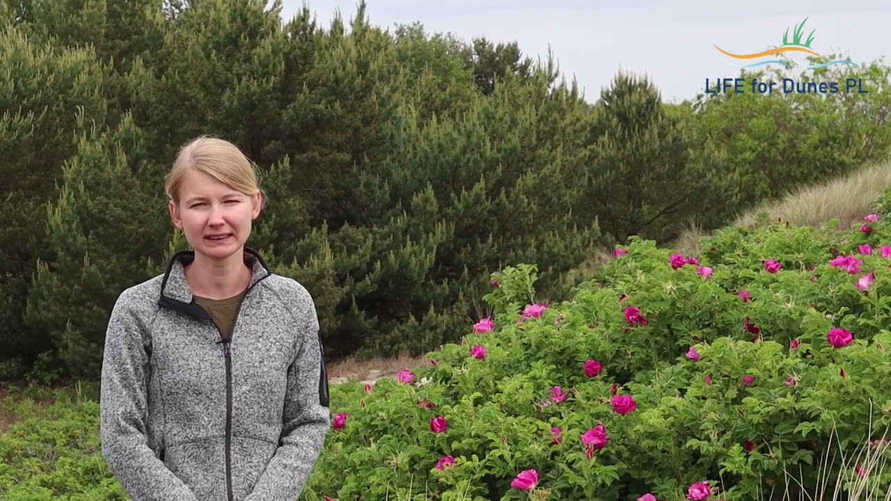 R&oacute;ża pomarszczona (Rosa rugosa) - inwazyjny gatunek na wydmach nadmorskich