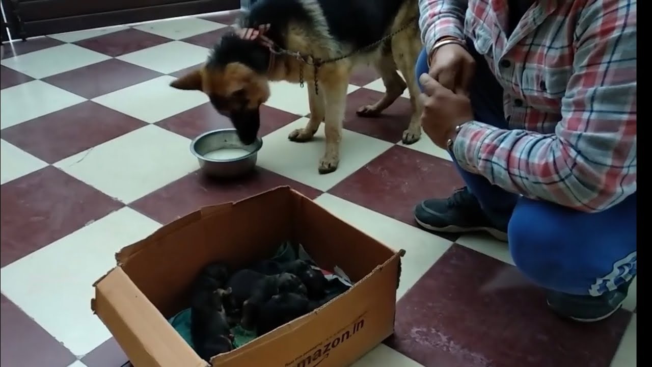 After Mother Delivers Pup | Baby | Puppy’s | Doggy’s | Dogs Diet Plan - Bhola Shola