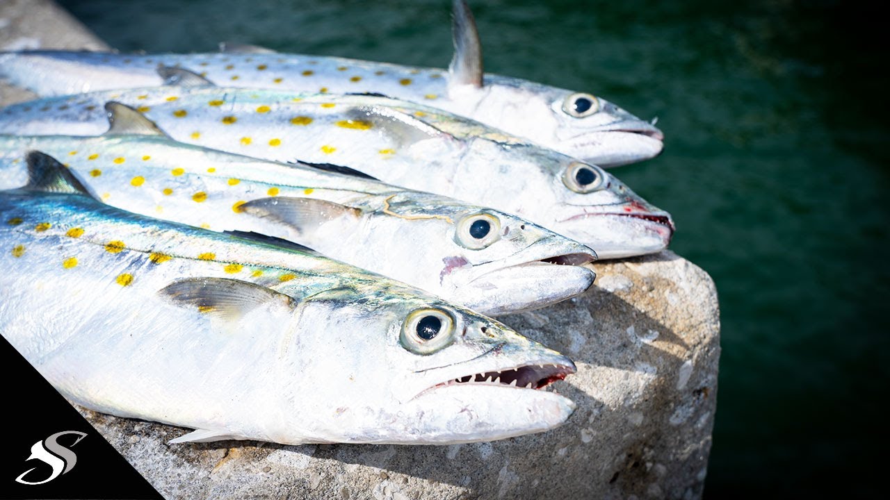 Skyway Fishing Pier Spanish Mackerel Catch & Cook