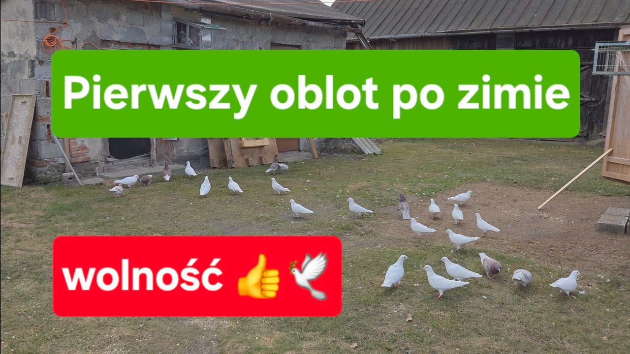 Wolność po zimie, gołębie szczęśliwe 21.03.2026🤣🕊👍