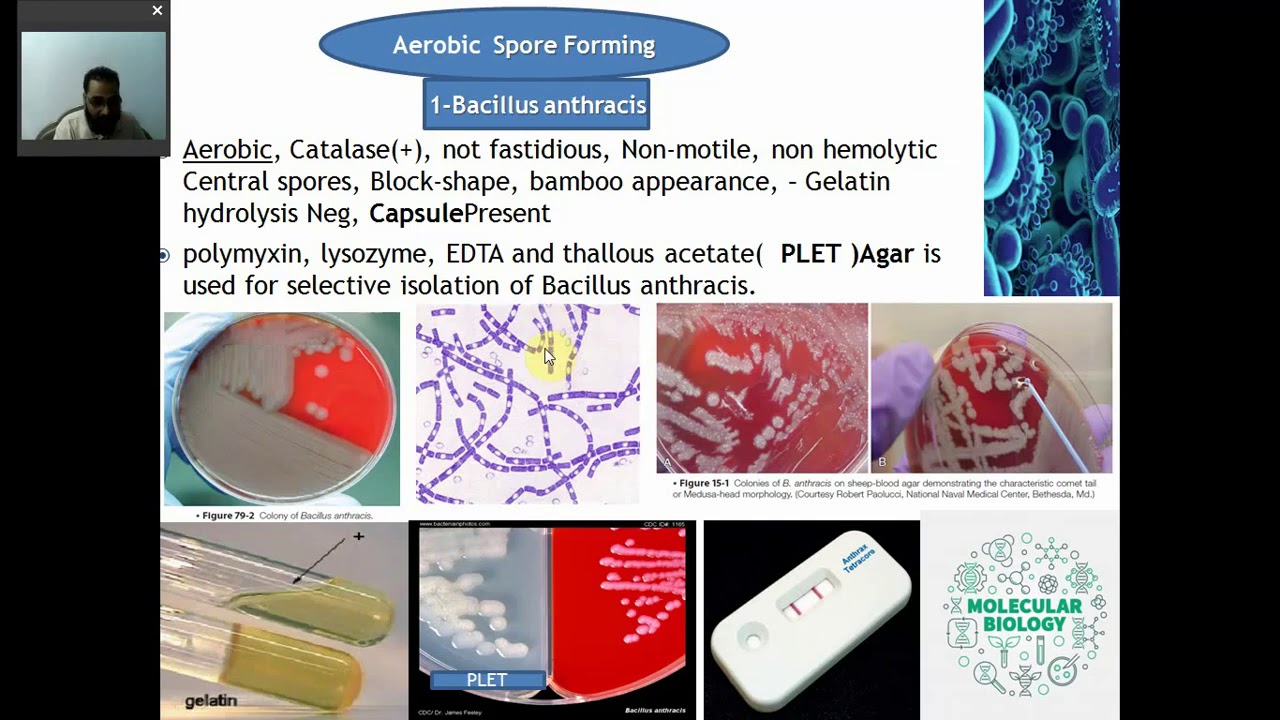 (ANALYTIC PROCEDURES FOR BACTERIOLOGY Part 2 (Gram Positive Bacilli