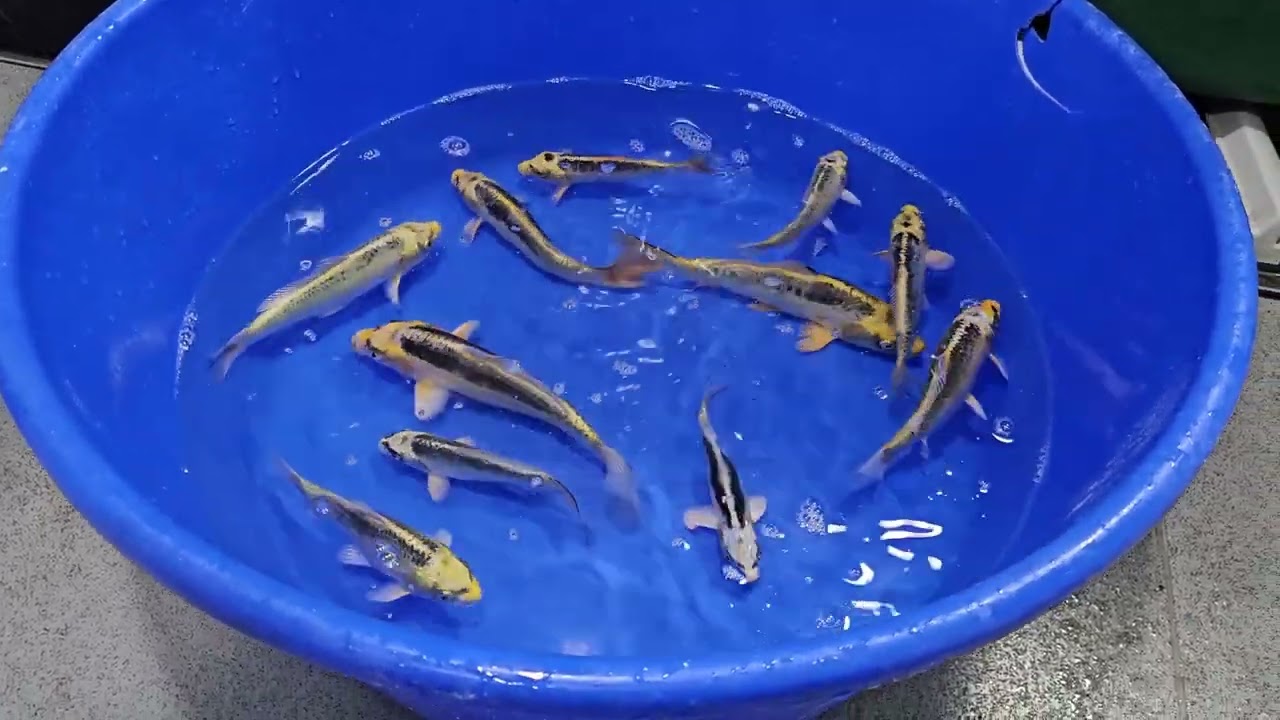 Koi Fry 5 Month update 2024 Cuttlebrook Koi