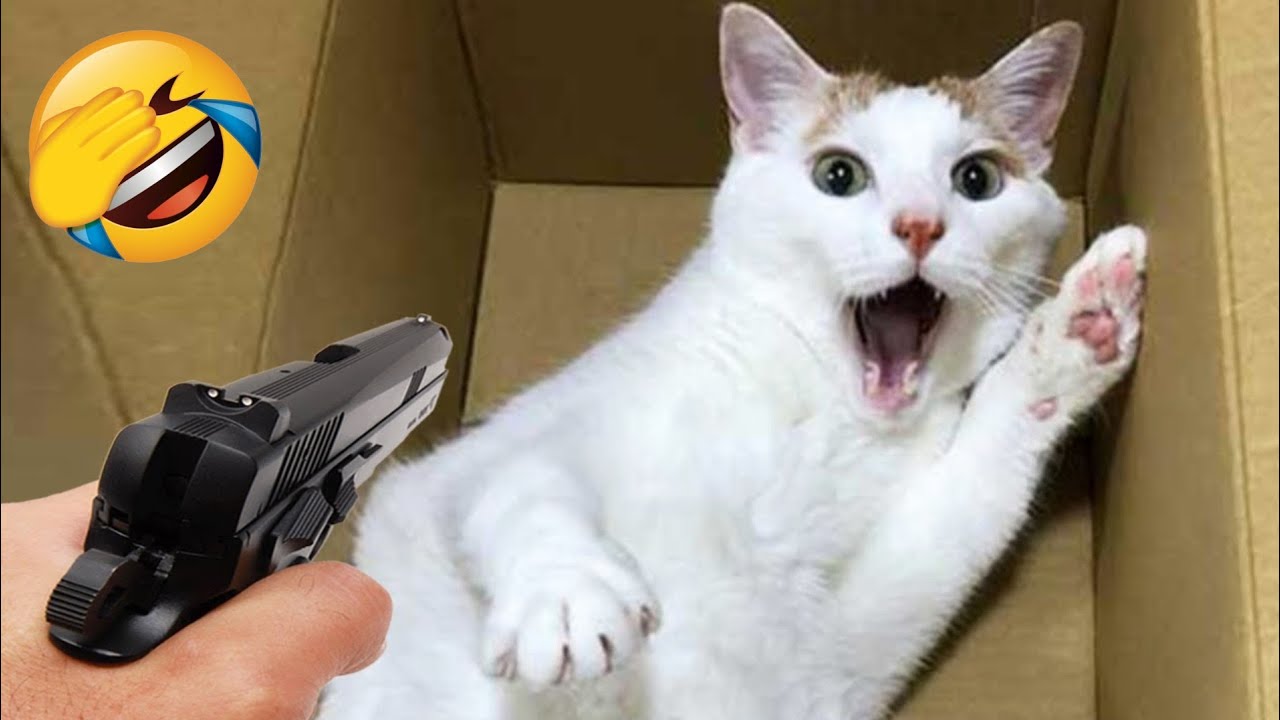 Funniest Cats 😹- Best Of The 2022 Funny Cat Videos 😂 - 😹 Funniest Cat Ever 😺😍