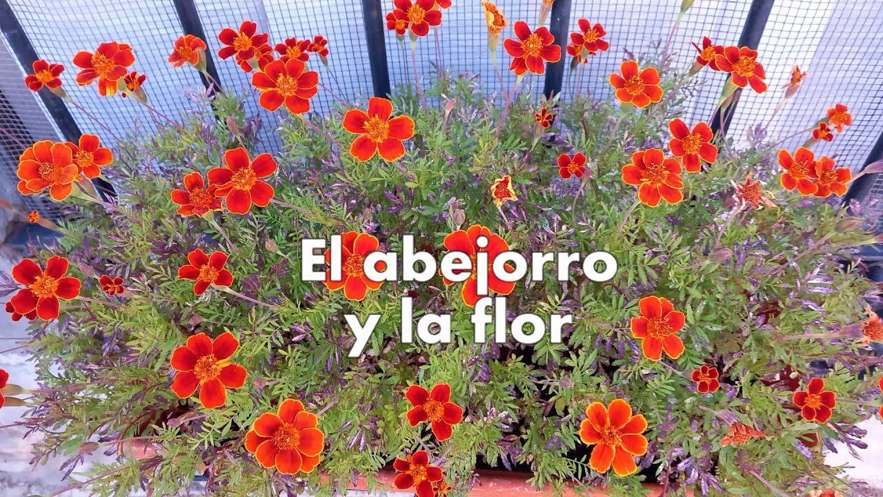 EL ABEJORRO Y LA FLOR