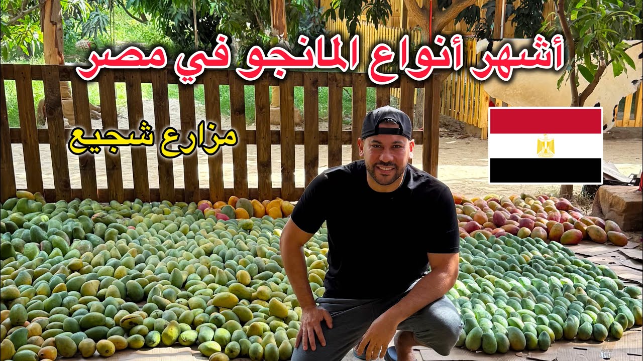 أشهر وأغلى أنواع المانجو في مصر 🇪🇬 مزارع شجيع بالإسماعيلية 👌