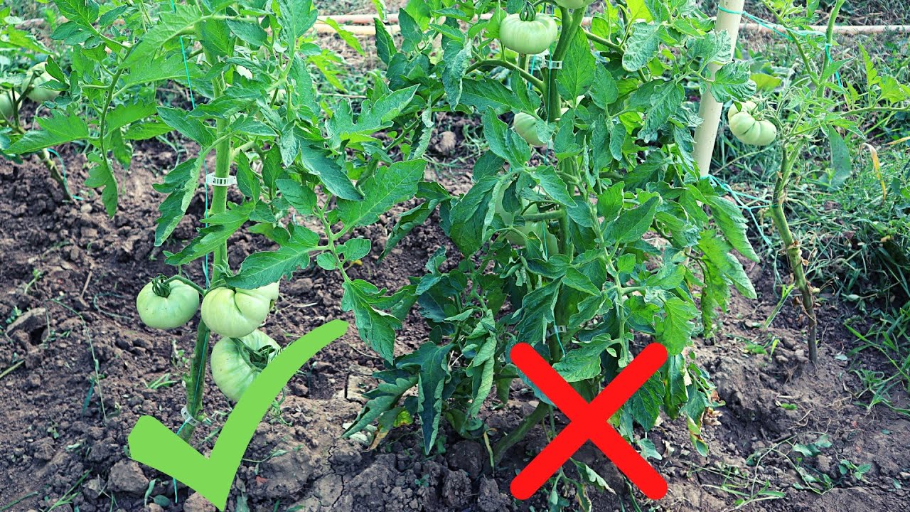 Defolierea Scapa Plantele De Rosii De Boala. Cum Se Face?