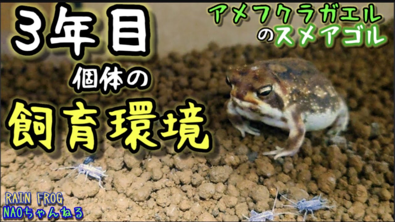 アメフクラガエル ３年目の飼育環境 【Rain frog】Year 3 Frog Breeding Environment