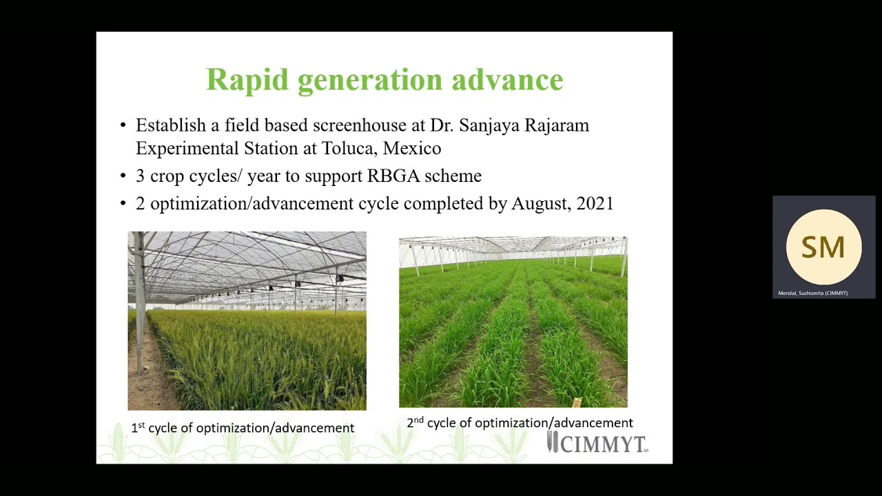 Progress in optimizing wheat breeding pipelines at CIMMYT