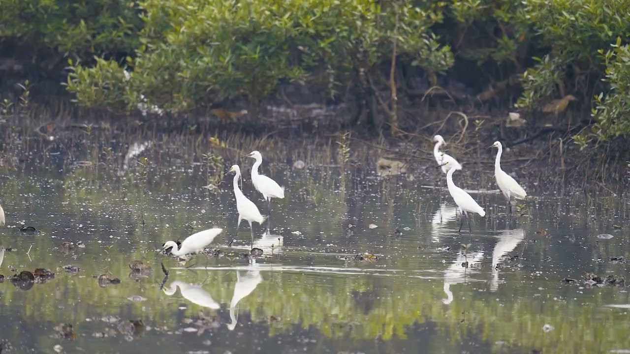 Wild Bird Watching in Probolinggo’s Coastal Mangroves