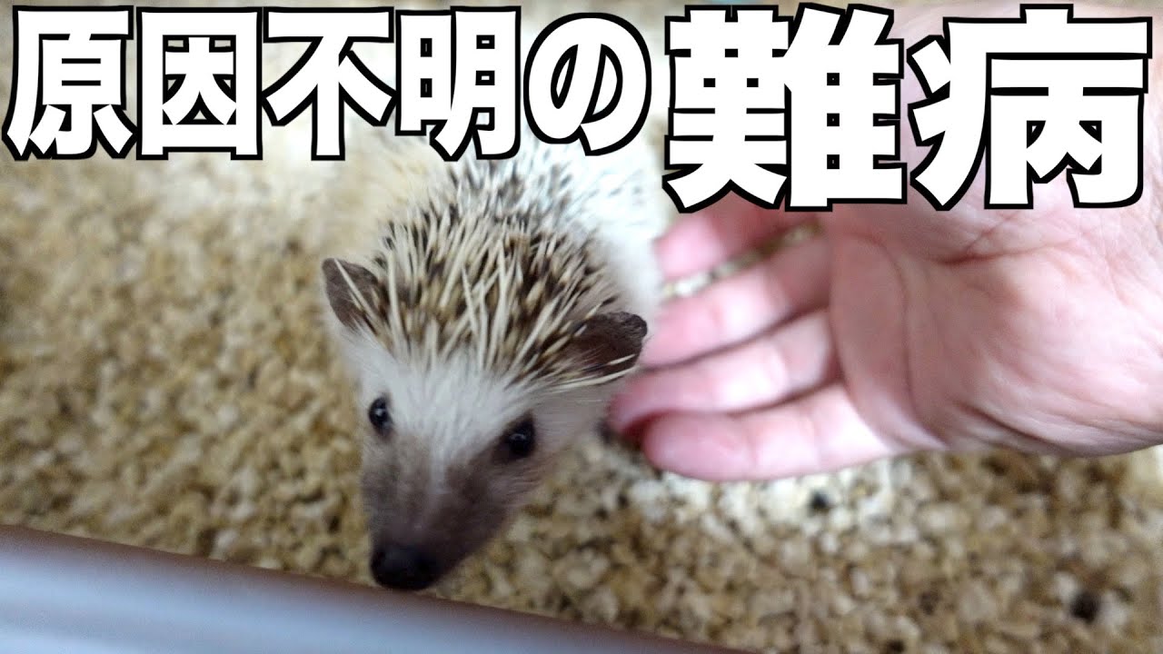 たぬちゃんが原因不明の難病に罹ってしまいました。
