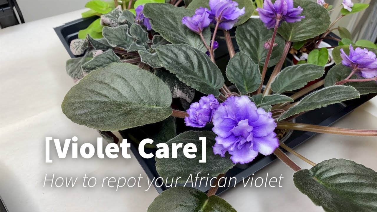 African Violet Care- How to Repot Your African Violet: Easy Tips for Beginners!