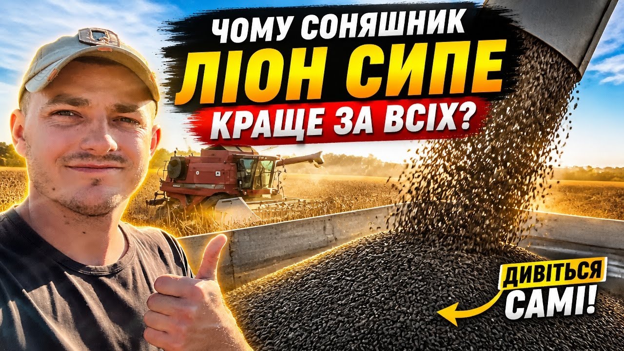 Соняшник Ліон сипе добре💪 Все решта капець. Case 2388 + Maans 7.6