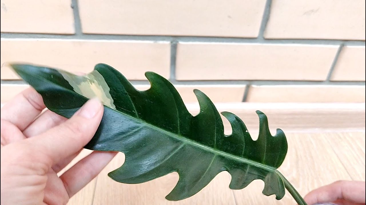 ЛОТЕРЕЯ или нет?! Карамель из промежутка. Результат через год.