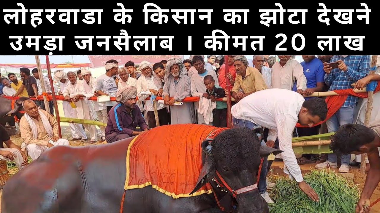 पशु मेले में लोहरवाडा गांव के झोटे का कमाल । लोगों का उमड़ा जनसैलाब #mela