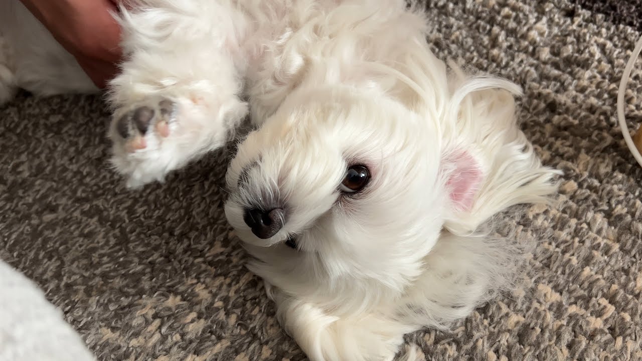 床に転がって撫で撫でを要求する犬が可愛すぎてやばい【マルチーズ】