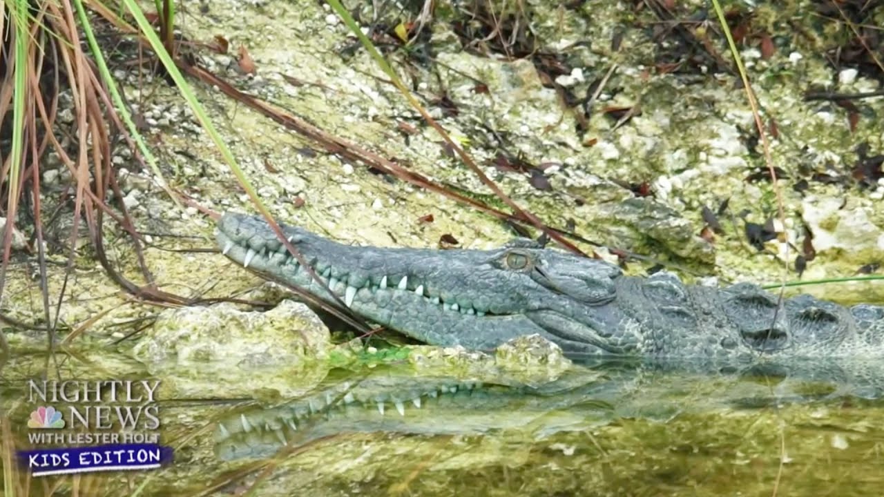 Crocodile Adventure In South Florida | Nightly News: Kids Edition