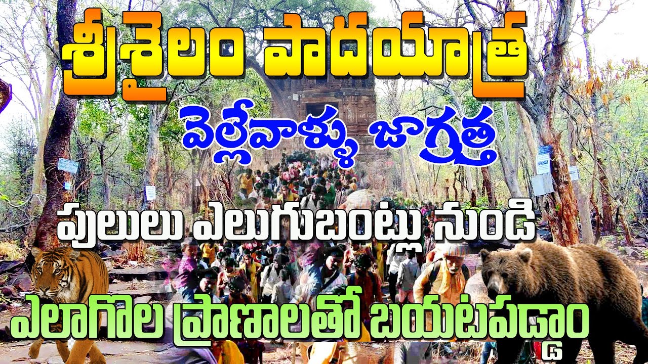 Srisailam padayatra 2024 | Srisailam Temple | Venkatapuram to Srisailam nallamala Forest Trekking