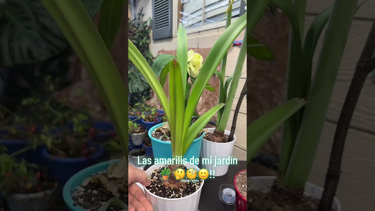 Las amarilis de mi jardín🪴🙂