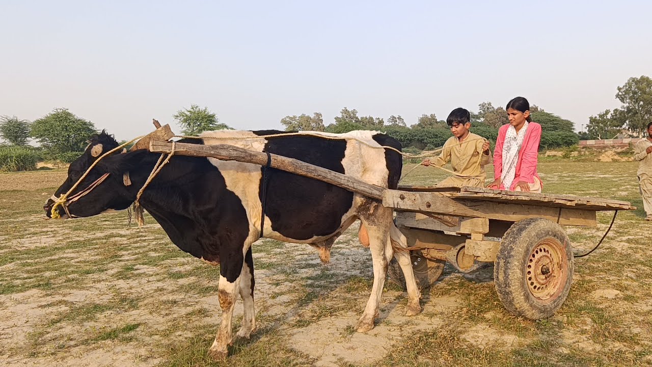 AAJ HUM NE KI BULL CART RIDING | AZAAN NE B BULL CART RIDING KI | #bullcart #vlog #villagelife