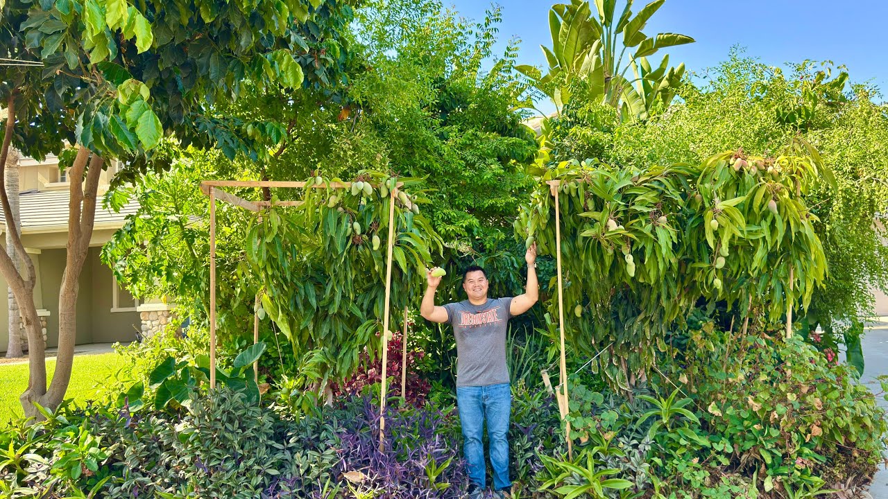 How Fast Do Most Tropical Fruit Trees Grow & Produce Fruits in USDA Zone 9b?