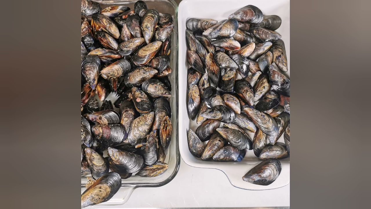 Wie man frische lebende Miesmuscheln einfach & in wenigen Minuten reinigen & waschen kann