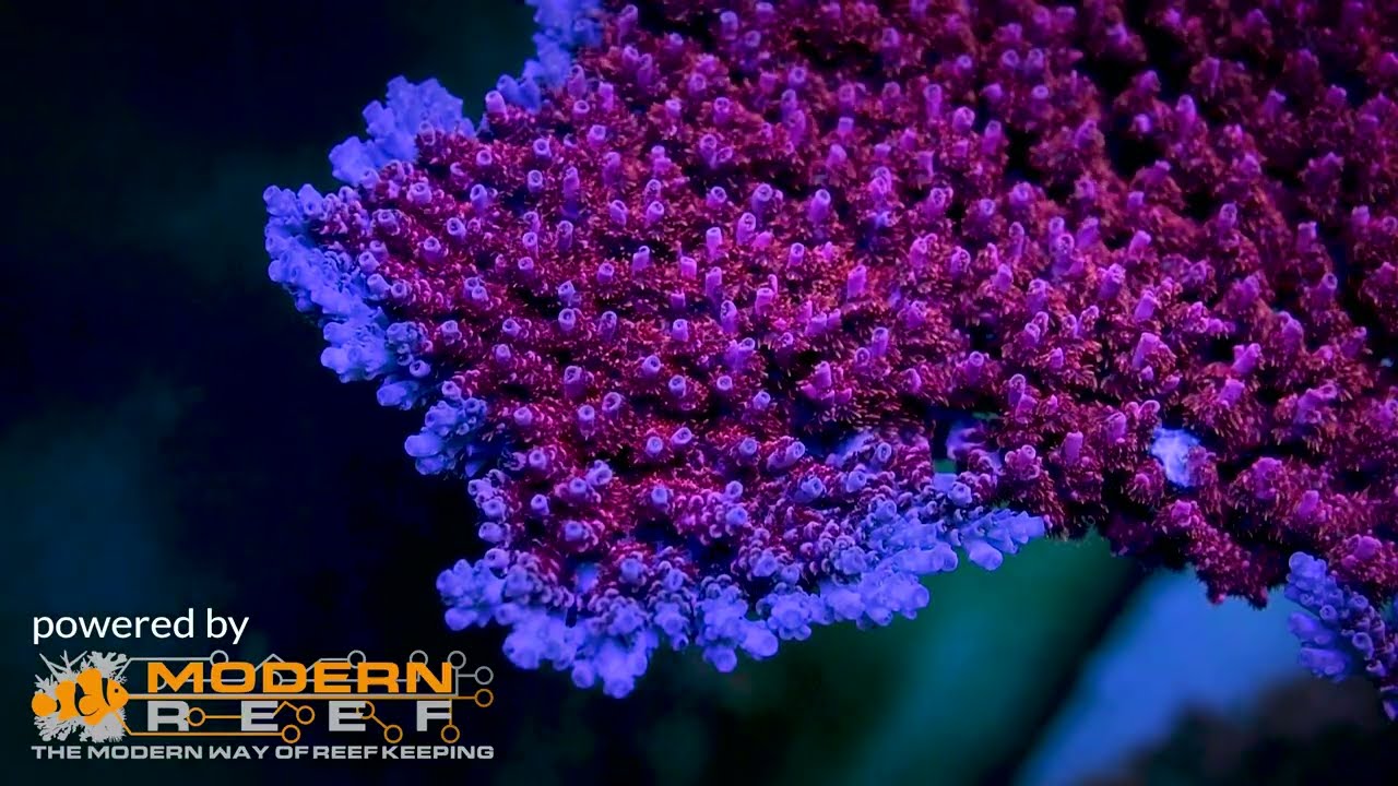 Modern Reef Interzoo 2024 - Proof-of-work!