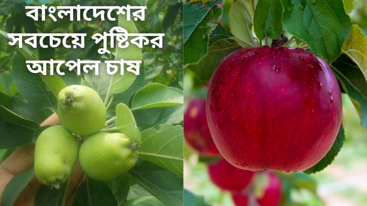 তিন জাতের আপেল ফলবে বাংলাদেশে || টবের মধ্যে আপেল গাছ || Apple Tree In Bangladesh ||