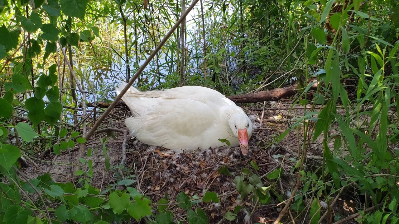 Goose Hatching Duck Eggs | Egg Hatching Experiment