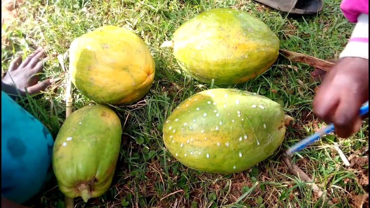 AFRICAN VILLAGE LIFE || HOW TO RIPEN PAWPAW NATURALLY AT HOME !!