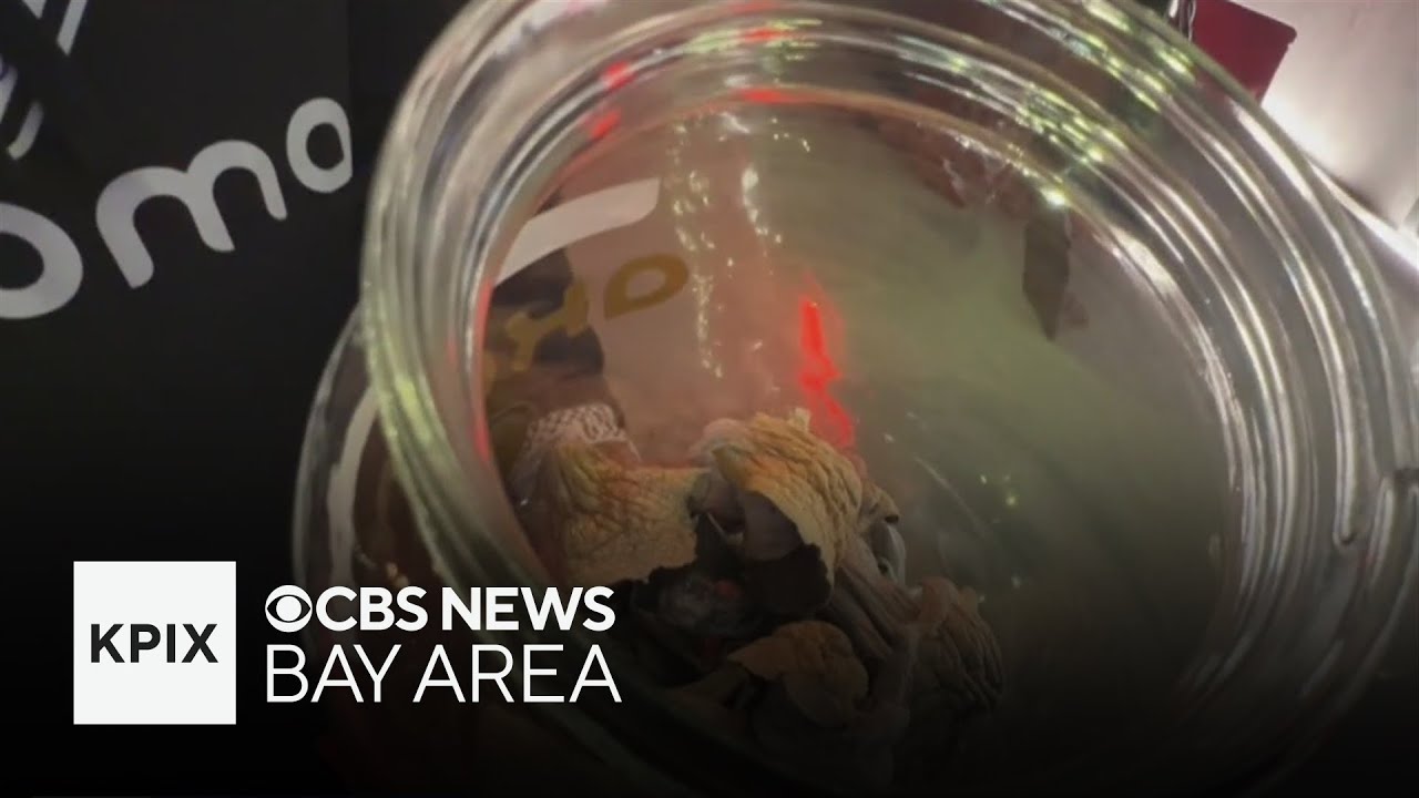 Black-owned entheogenic church in Oakland is first in the country