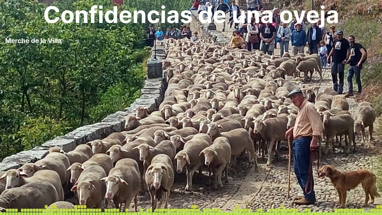 Confidencias de una oveja