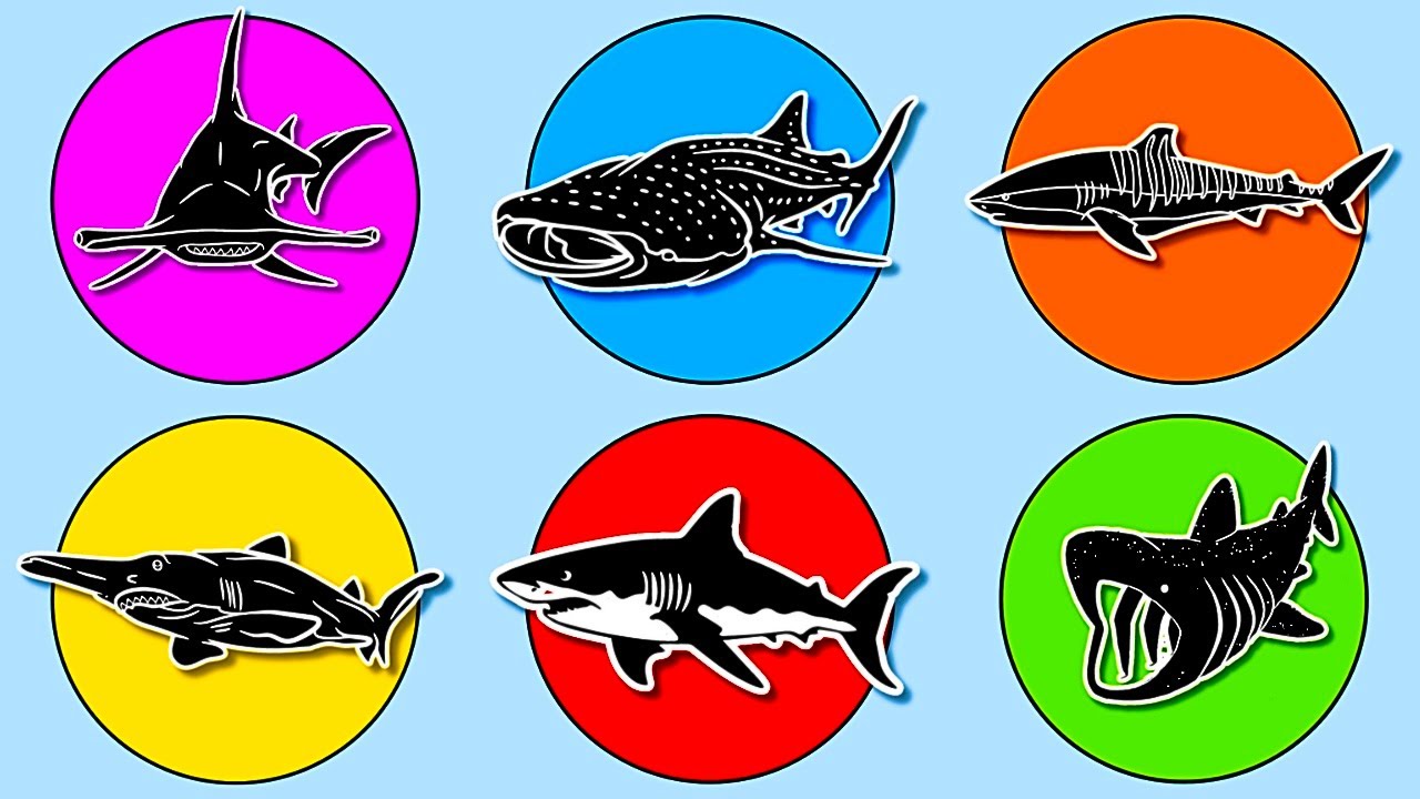Ikan Hiu: Hiu Paus, Hiu Putih Raksasa, Hiu Basking, Hiu Kepala Martil, Hiu Goblin, & Hiu Macan. N008