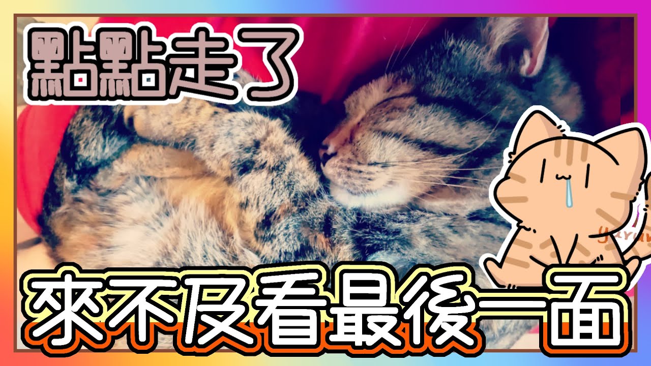 【我的貓走了。】對不起！來不及見妳最後一面...來不及說再見｜我永遠愛妳❤️｜雖然我跟路分開了 但我們永遠是妳的爸爸媽媽｜貓在前男友家