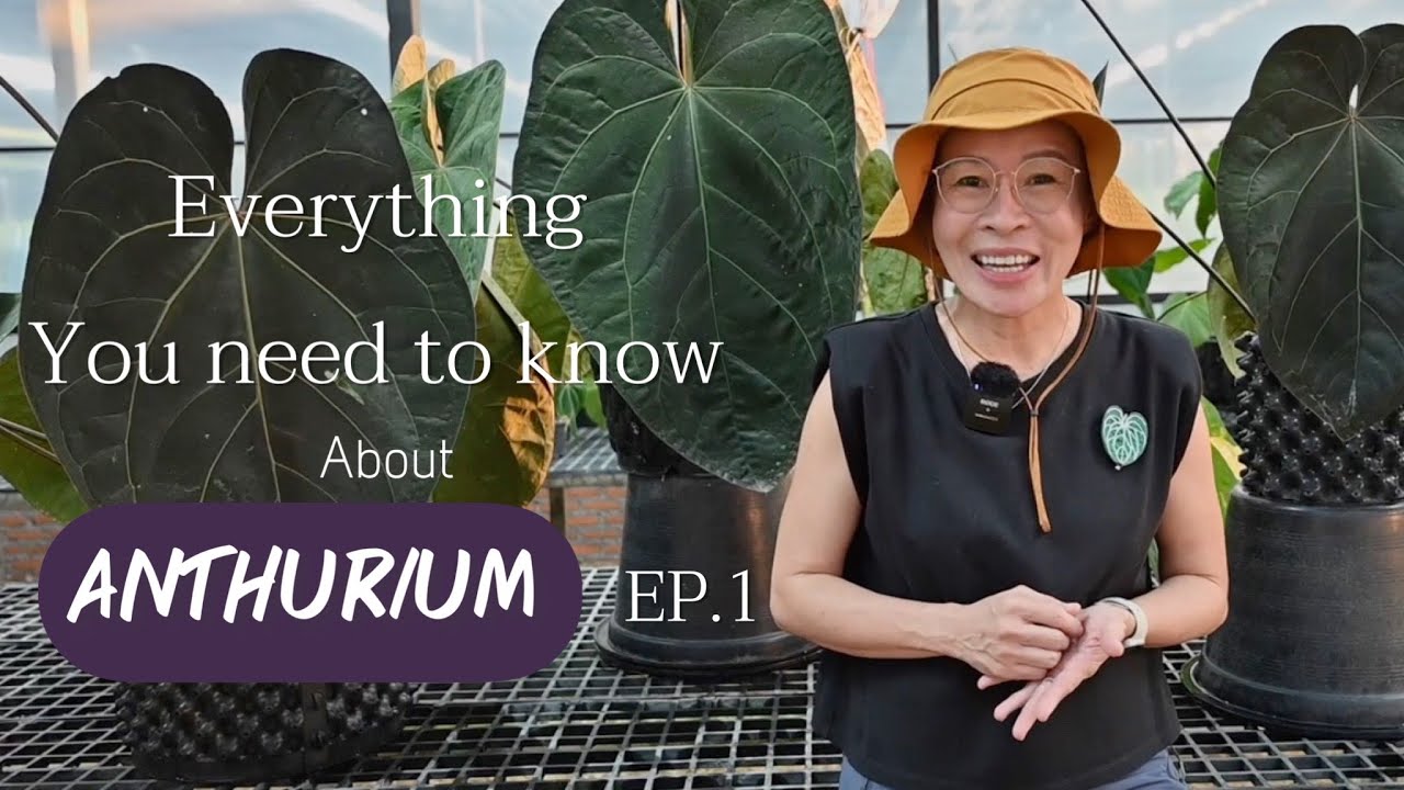 Everything you need to know about anthurium EP.1