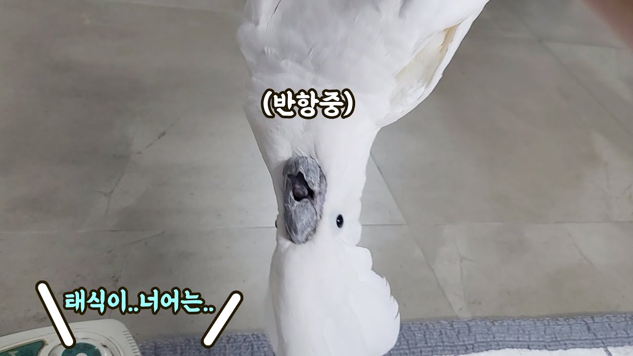 사춘기 앵무새좌 vs 할머니