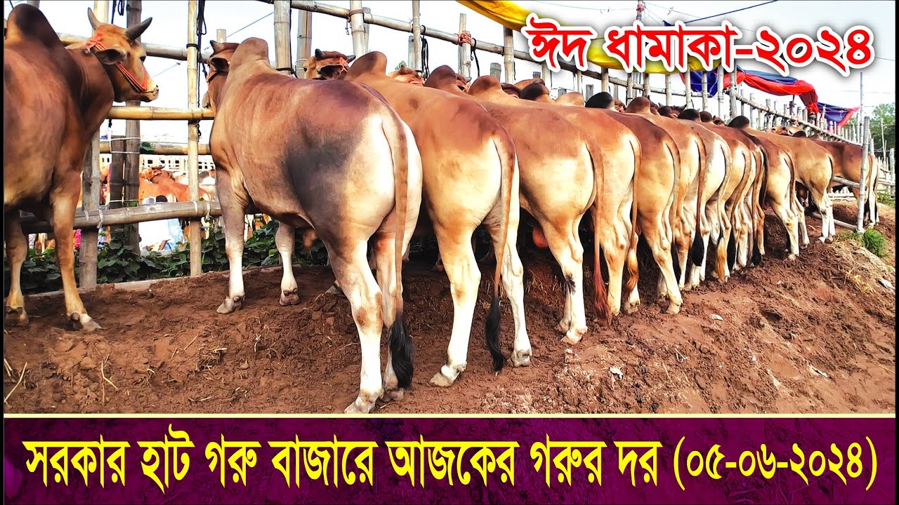 সরকার হাট গরু বাজার | Sorkar Hat Goru Hat | Qurbani Goru | 05-06-2024 | ঈদ ধামাকা | Channel Krishi.